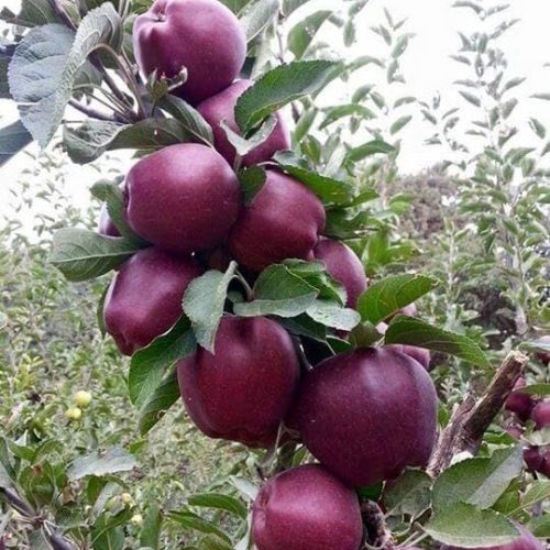 Изображение WhatsApp 2025-02-05 в 19.54.50_f87206ee